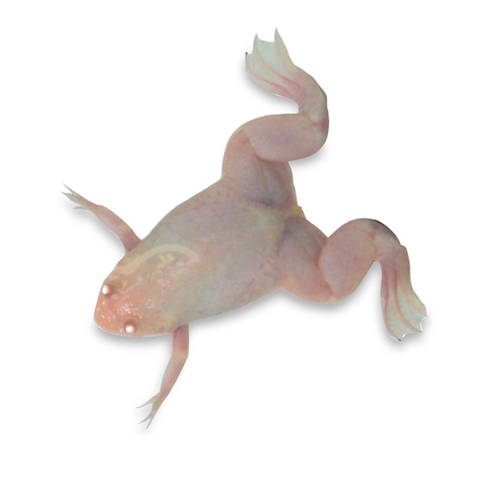 Frog: Juvenile 2.5-5 cm Xenopus laevis, Albino