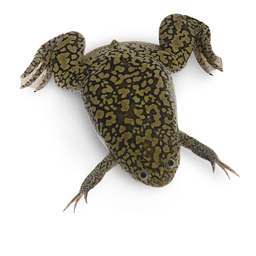 9+ cm Mature Female Xenopus laevis Frogs