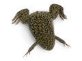 9+ cm Mature Female Xenopus laevis Frogs