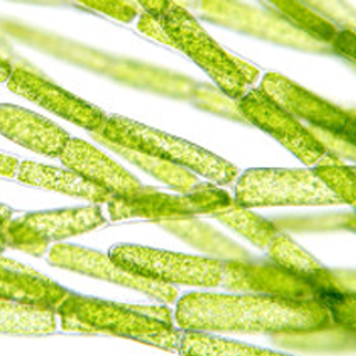 Algae Photosynthesis